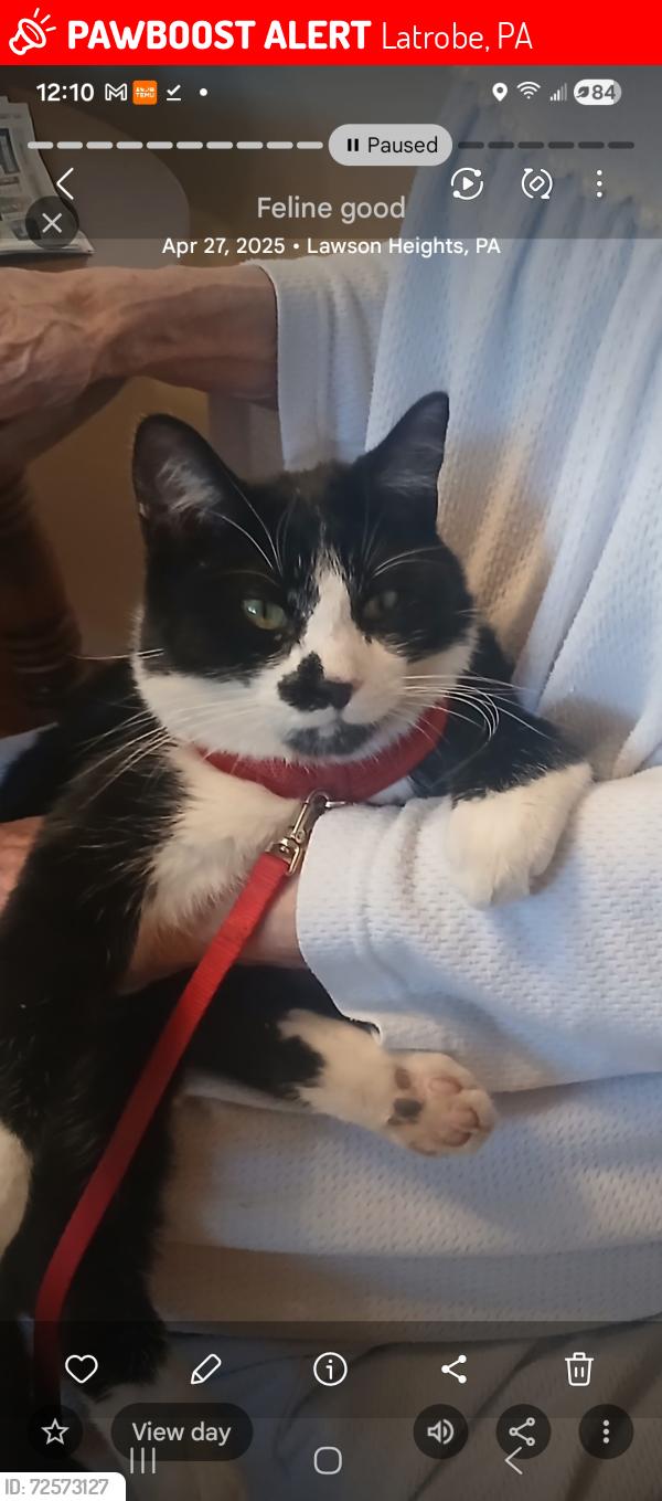Lost Male Cat last seen Hillcrest Drive , Latrobe, PA 15650