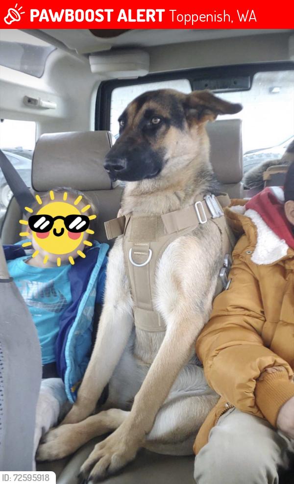 Lost Female Dog last seen Toph High School , Toppenish, WA 98948