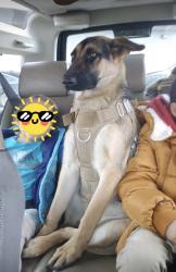 Lost Female Dog last seen Toph High School , Toppenish, WA 98948