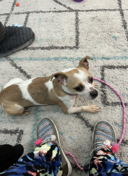 Lost Female Dog last seen Poindexter St, Chesapeake, VA 23324