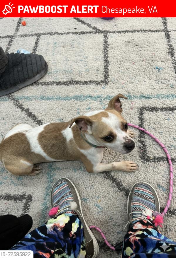 Lost Female Dog last seen Poindexter St, Chesapeake, VA 23324