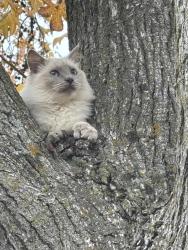 Lost Female Cat last seen Astral, Rancho Cordova, CA 95827