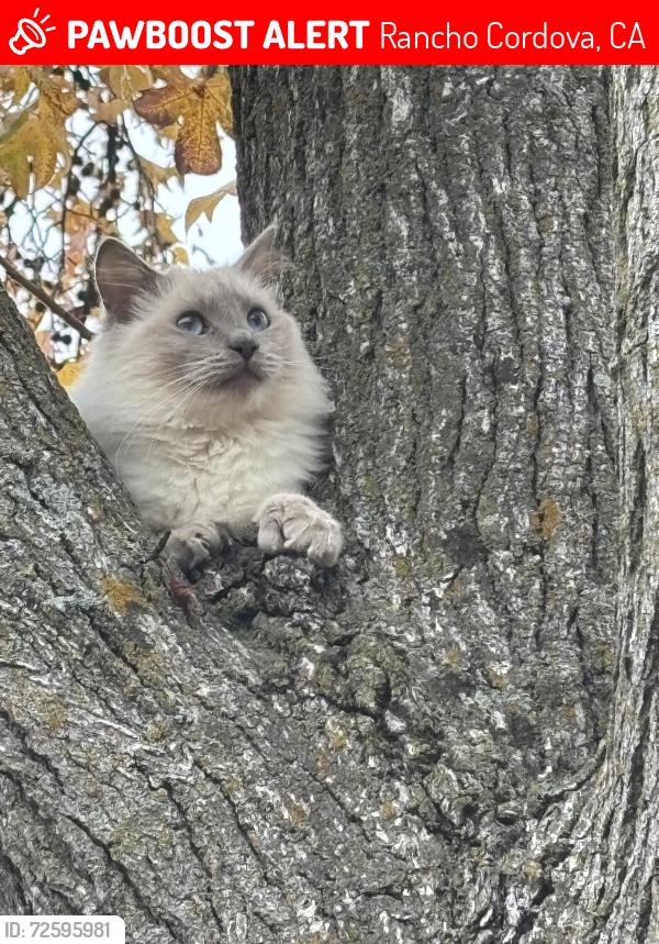 Lost Female Cat last seen Astral, Rancho Cordova, CA 95827