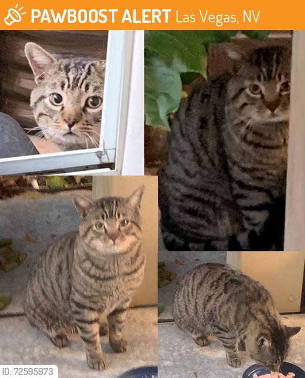 Found/Stray Unknown Cat last seen Oso Blanca and Severance Ln, Las Vegas, NV 89149