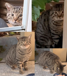 Found/Stray Unknown Cat last seen Oso Blanca and Severance Ln, Las Vegas, NV 89149