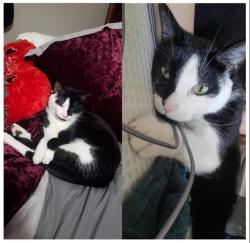 Lost Male Cat last seen Fletcher Ave and North 7th st, Lincoln, NE 68521