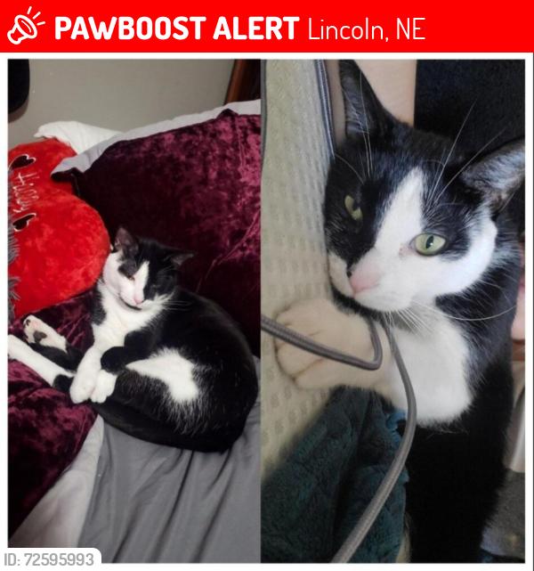 Lost Male Cat last seen Fletcher Ave and North 7th st, Lincoln, NE 68521