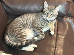 Lost Male Cat last seen Winding way Carmichael , Carmichael, CA 95608