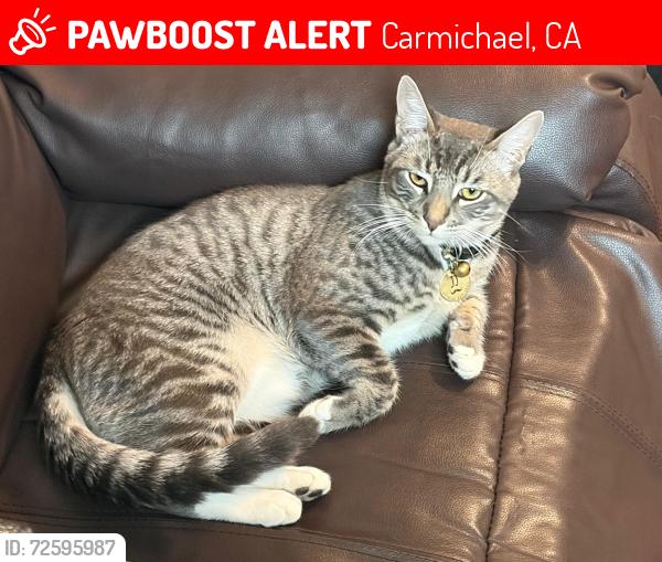 Lost Male Cat last seen Winding way Carmichael , Carmichael, CA 95608