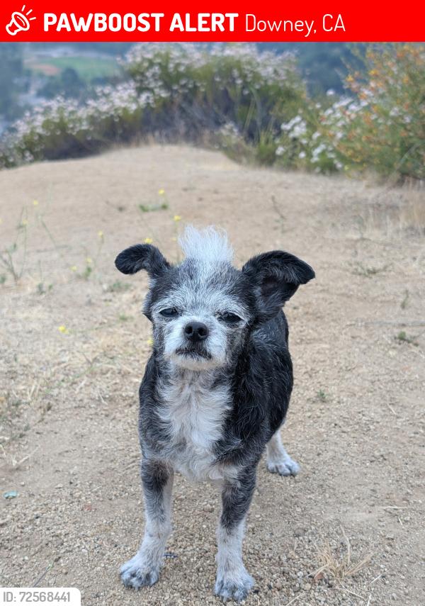 Lost Male Dog last seen Prichard st ,Golden, Berlín Av, Castana, Downey, CA 90242