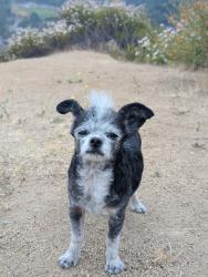Lost Male Dog last seen Prichard st ,Golden, Berlín Av, Castana, Downey, CA 90242