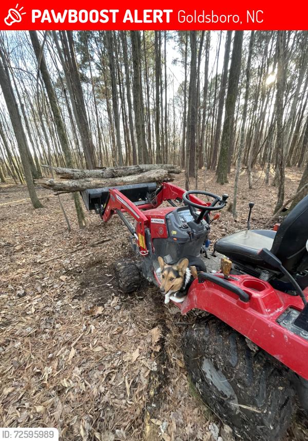 Lost Male Dog last seen Near hwy 70 goldsboro nc , Goldsboro, NC 27530
