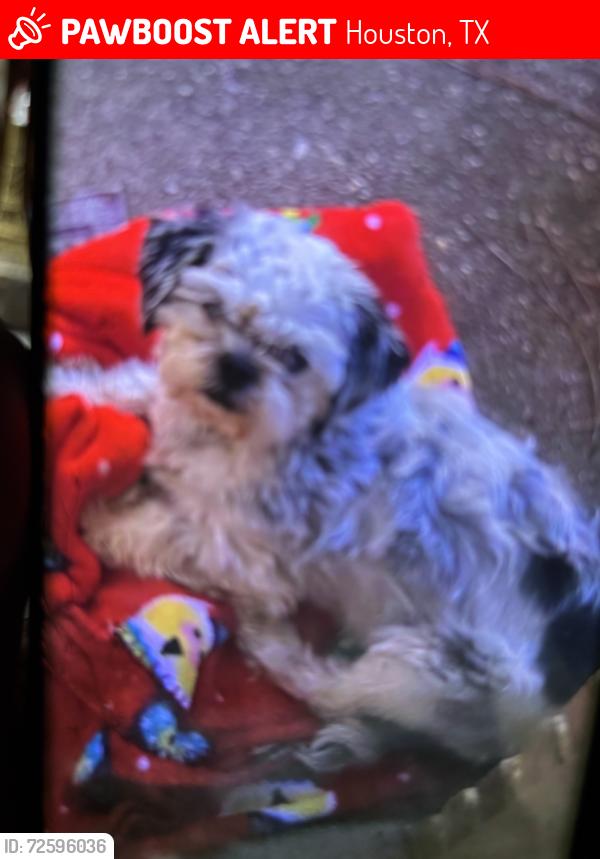 Lost Male Dog last seen Forestwood, Houston, TX 77066