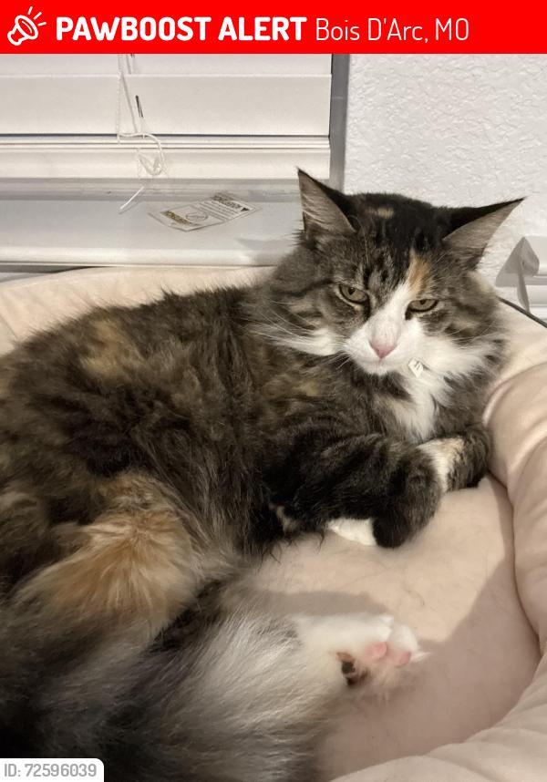 Lost Female Cat last seen Hood's Truck Stop, Bois D'Arc, MO 65612