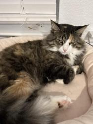 Lost Female Cat last seen Hood's Truck Stop, Bois D'Arc, MO 65612