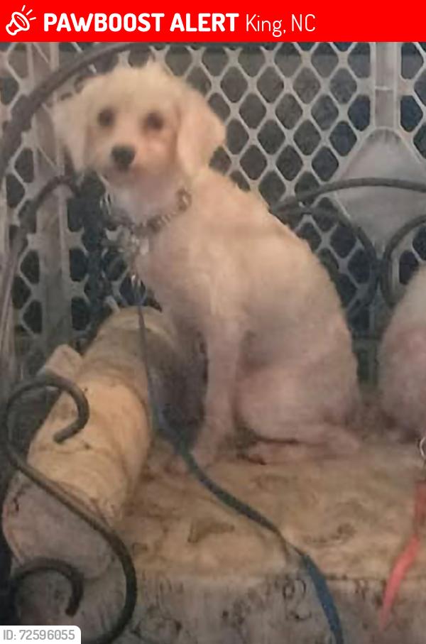 Lost Female Dog last seen Greystone/Jefferson Church Rd., King, NC 27021