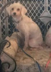 Lost Female Dog last seen Greystone/Jefferson Church Rd., King, NC 27021
