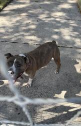 Lost Male Dog last seen Allen Genoa, Houston, TX 77017