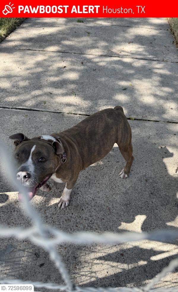 Lost Male Dog last seen Allen Genoa, Houston, TX 77017