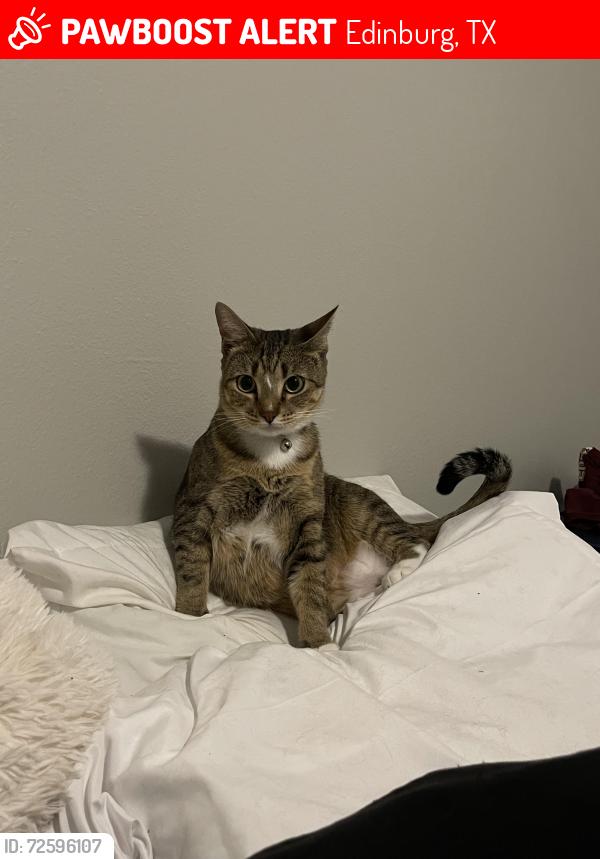 Lost Male Cat last seen Near N Sugar rd Edinburg Texas, Edinburg, TX 78541