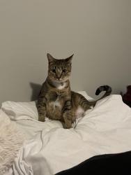 Lost Male Cat last seen Near N Sugar rd Edinburg Texas, Edinburg, TX 78541
