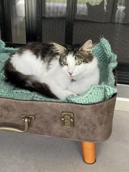 Lost Male Cat last seen Antwerp Ave, Edmondson Park, Edmondson Park, NSW 2174