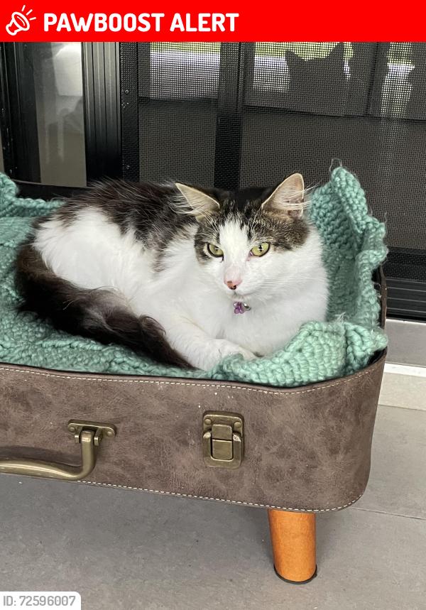 Lost Male Cat last seen Antwerp Ave, Edmondson Park, Edmondson Park, NSW 2174