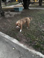 Found/Stray Male Dog last seen Miller and NW 12th, Oklahoma City, OK 73107