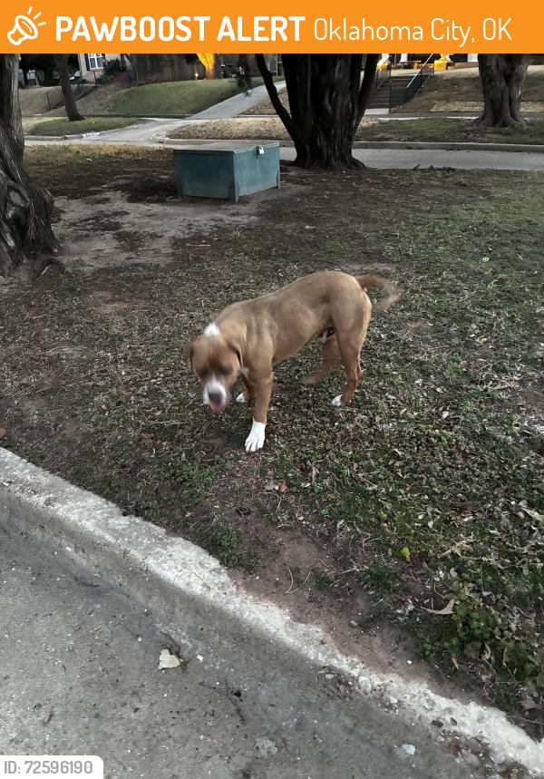 Found/Stray Male Dog last seen Miller and NW 12th, Oklahoma City, OK 73107