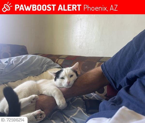 Lost Male Cat last seen 11th st and Rose Lane, Phoenix, AZ 85014