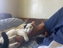Lost Male Cat last seen 11th st and Rose Lane, Phoenix, AZ 85014