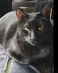 Lost Male Cat last seen NE 91st Ave and NE 77th Street , Vancouver, WA 98662