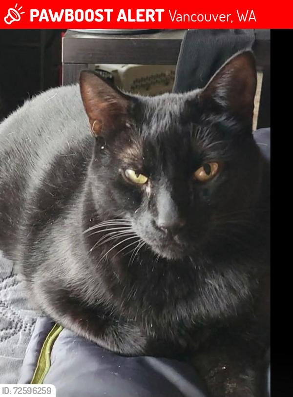 Lost Male Cat last seen NE 91st Ave and NE 77th Street , Vancouver, WA 98662