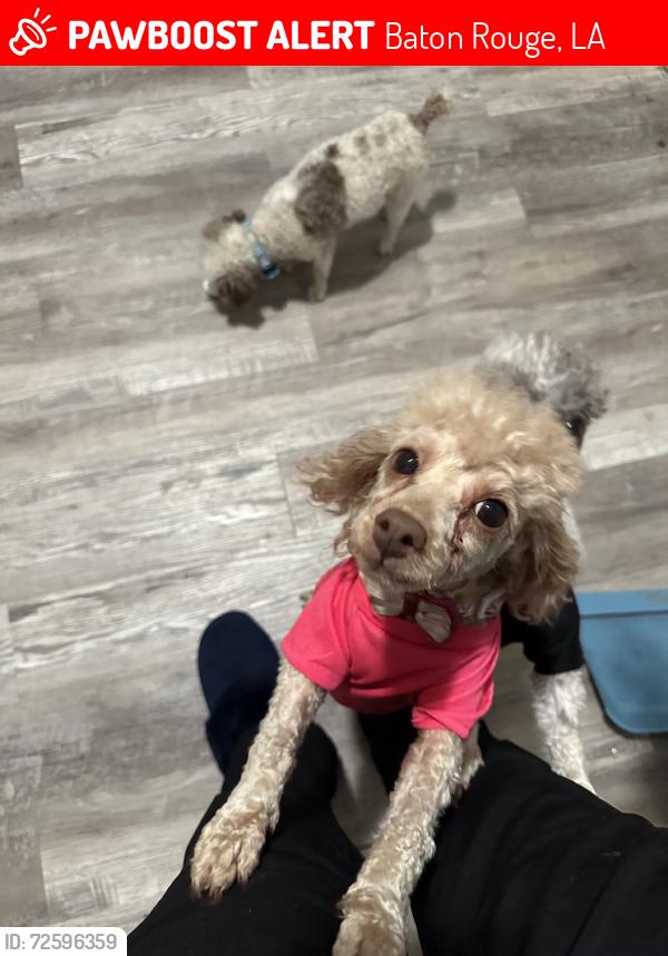 Lost Female Dog last seen North acadian thrwy, Baton Rouge, LA 70805