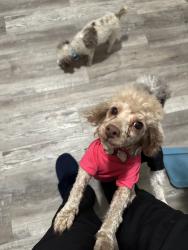 Lost Female Dog last seen North acadian thrwy, Baton Rouge, LA 70805