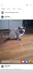Lost Female Cat last seen Lincoln avenue Alameda, Alameda, CA 94501
