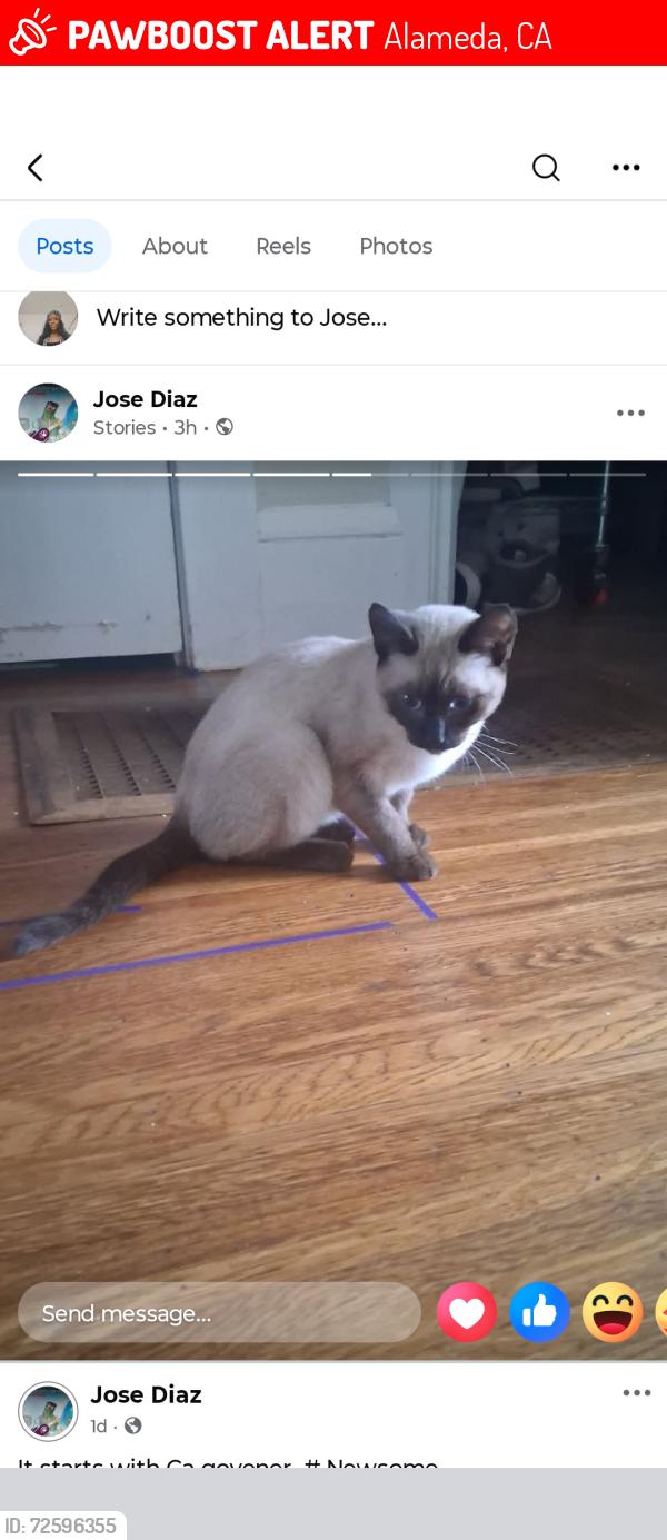 Lost Female Cat last seen Lincoln avenue Alameda, Alameda, CA 94501