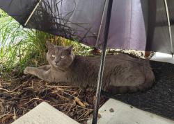 Lost Male Cat last seen Windemere, Edmonton, AB T6W