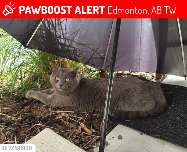 Lost Male Cat last seen Windemere, Edmonton, AB T6W