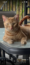 Lost Male Cat last seen West Miami , Miami, FL 33194