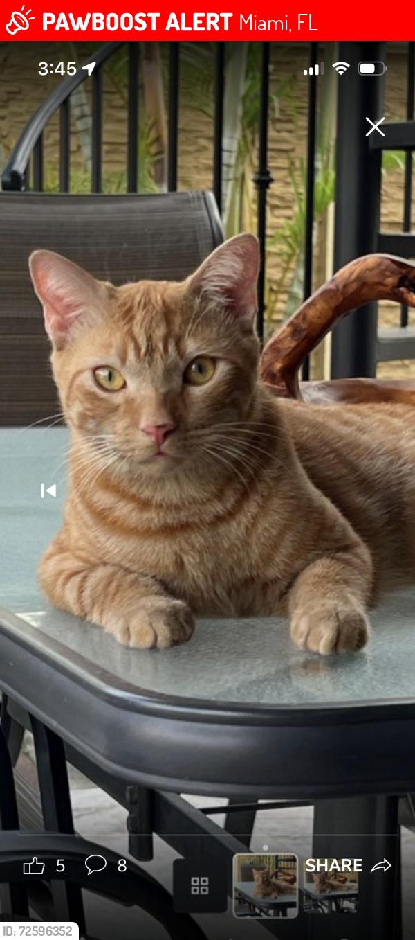 Lost Male Cat last seen West Miami , Miami, FL 33194