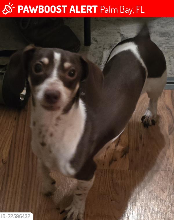 Lost Male Dog last seen Gladys and Delaware st nw play bay, Palm Bay, FL 32907
