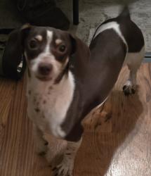Lost Male Dog last seen Gladys and Delaware st nw play bay, Palm Bay, FL 32907