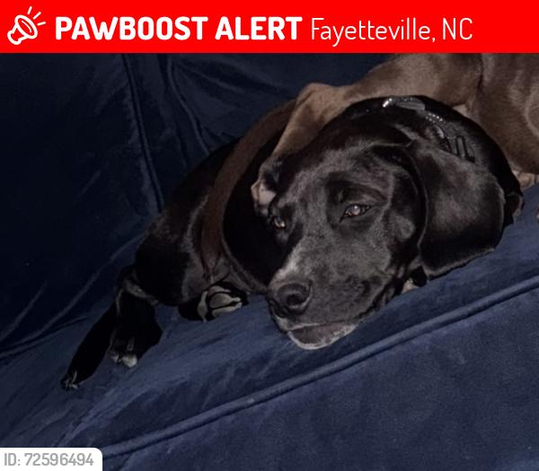 Lost Male Dog last seen Shoreline and Chesapeake , Fayetteville, NC 28311