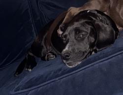 Lost Male Dog last seen Shoreline and Chesapeake , Fayetteville, NC 28311