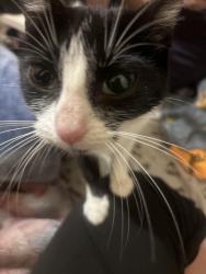 Lost Female Cat last seen Near Morris ave , The Bronx, NY 10456