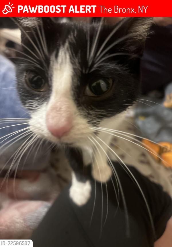 Lost Female Cat last seen Near Morris ave , The Bronx, NY 10456