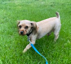 Lost Male Dog last seen Southern Dunes- near Tibbs and Wellingshire Blvd, Indianapolis, IN 46217