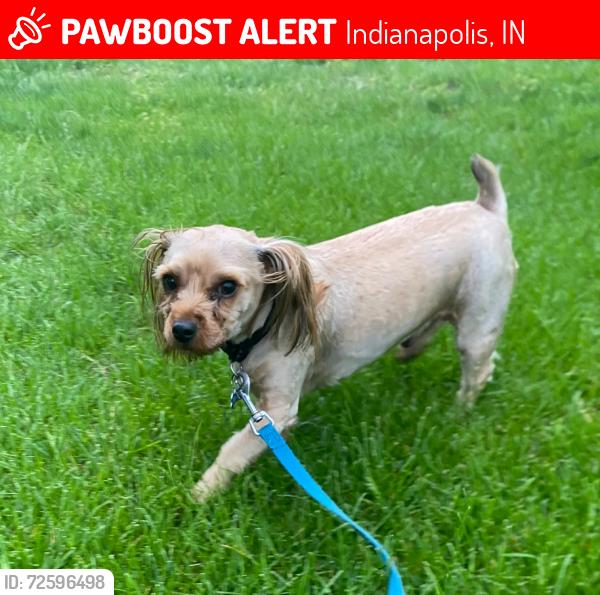 Lost Male Dog last seen Southern Dunes- near Tibbs and Wellingshire Blvd, Indianapolis, IN 46217