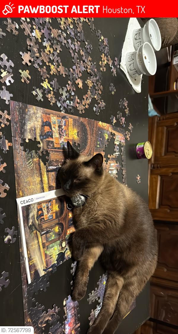 Lost Male Cat last seen Neighborhood , Houston, TX 77043